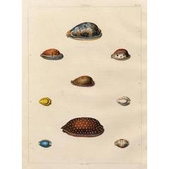 Cypraea. Univalves. 5