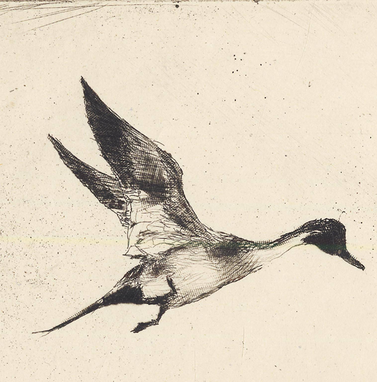 Einzigartiger Nadelschwanz. (Weiß), Print, von Frank Benson