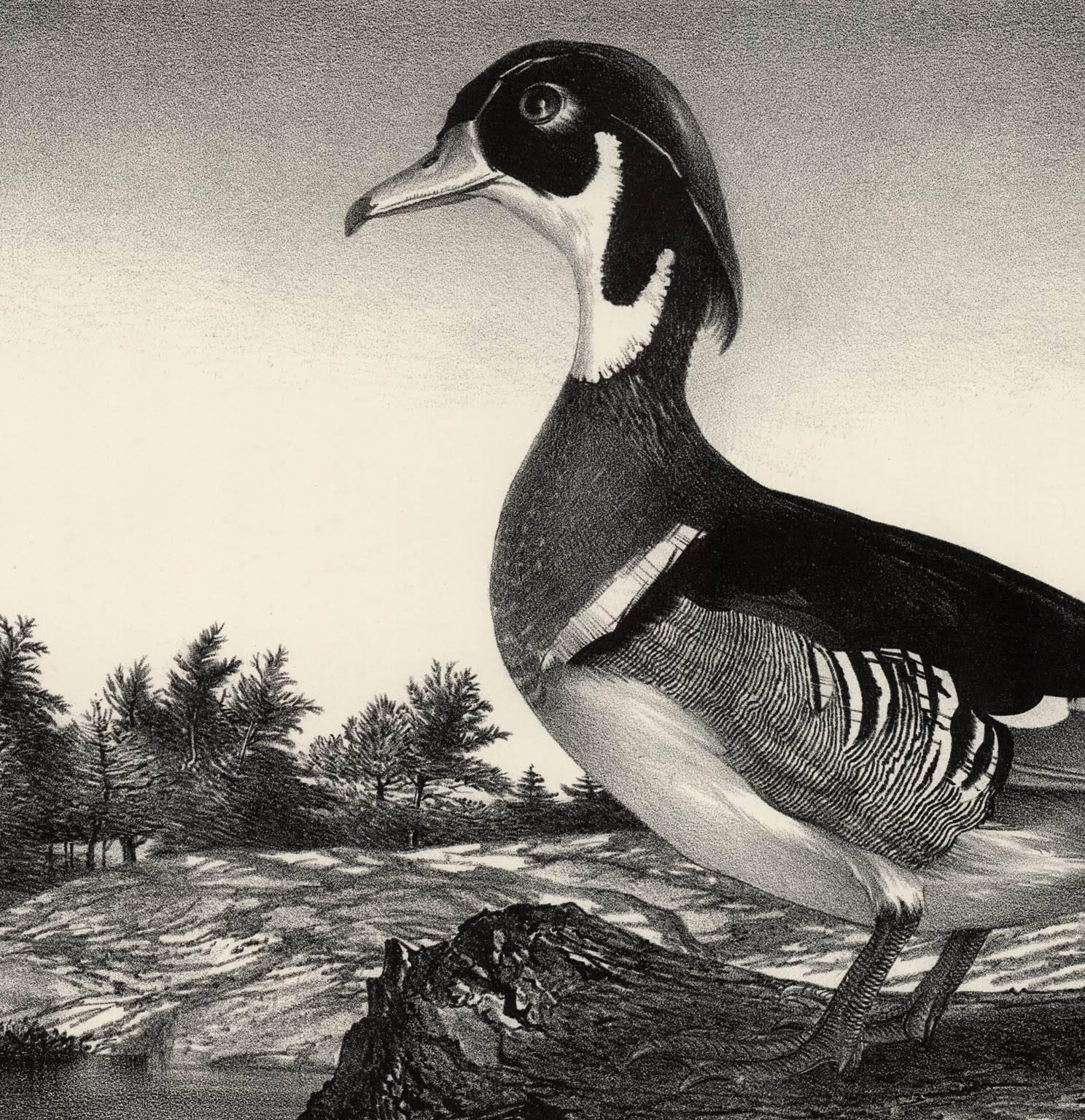 Wood Duck. - American Realist Print by Stow Wengenroth