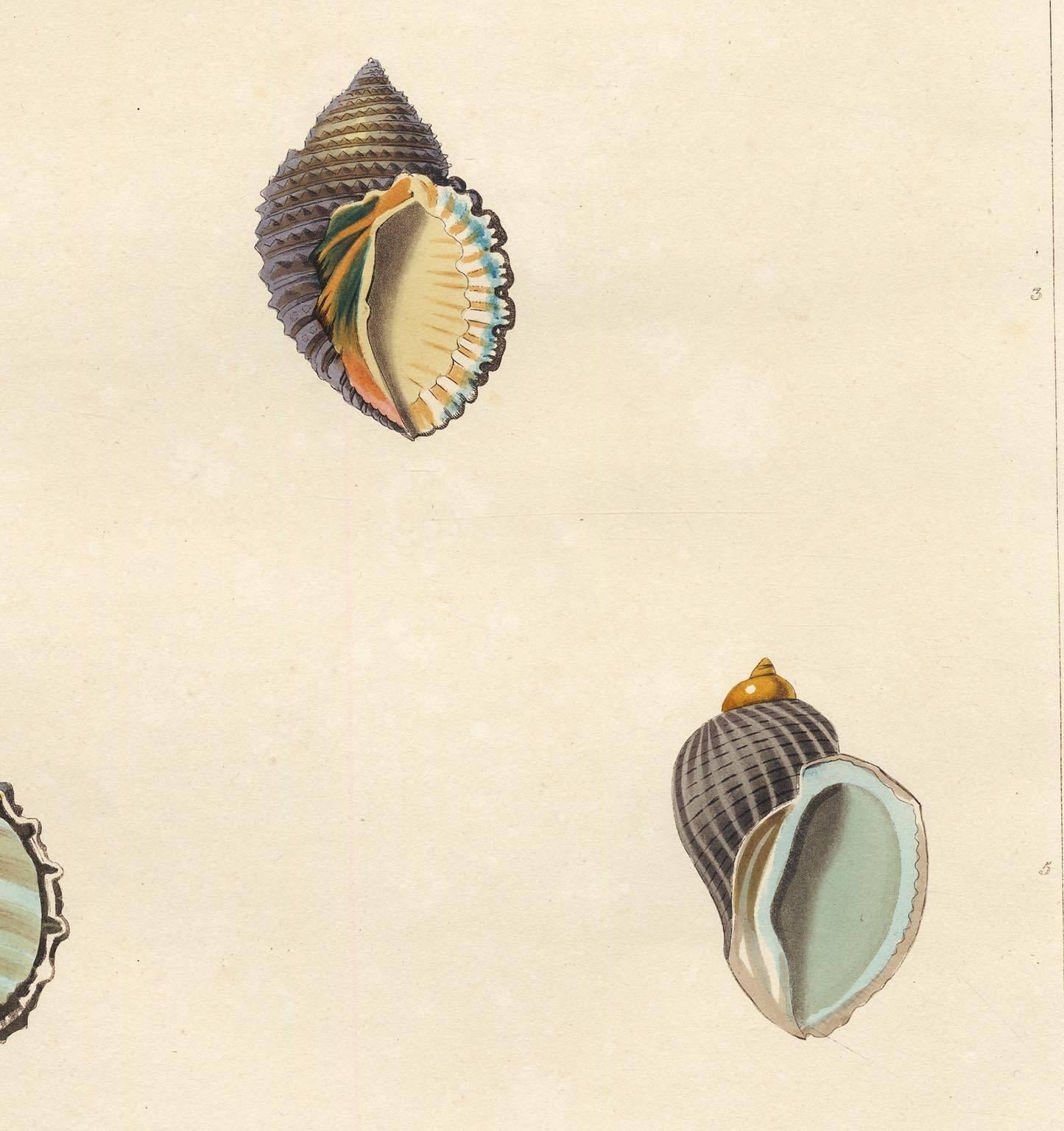 This early 19th-century aquatint was engraved and colored by Mr. John Clarke after drawings by George Perry. The publication, CONCHOLOGY, OR, THE NATURAL HISTORY OF SHELLS… , was published in London, 1811.  The Sheet size16 3/4 x 10 3/4