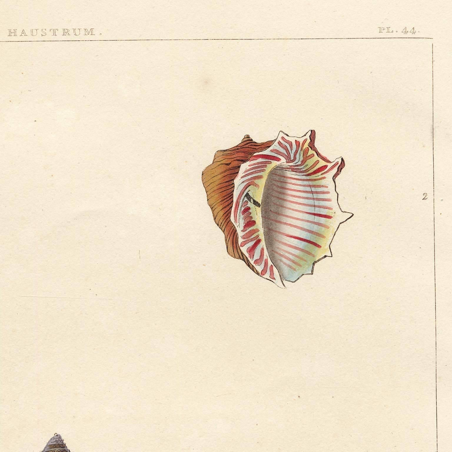 Haustrum. Univalves.  - Naturalistic Print by George Perry