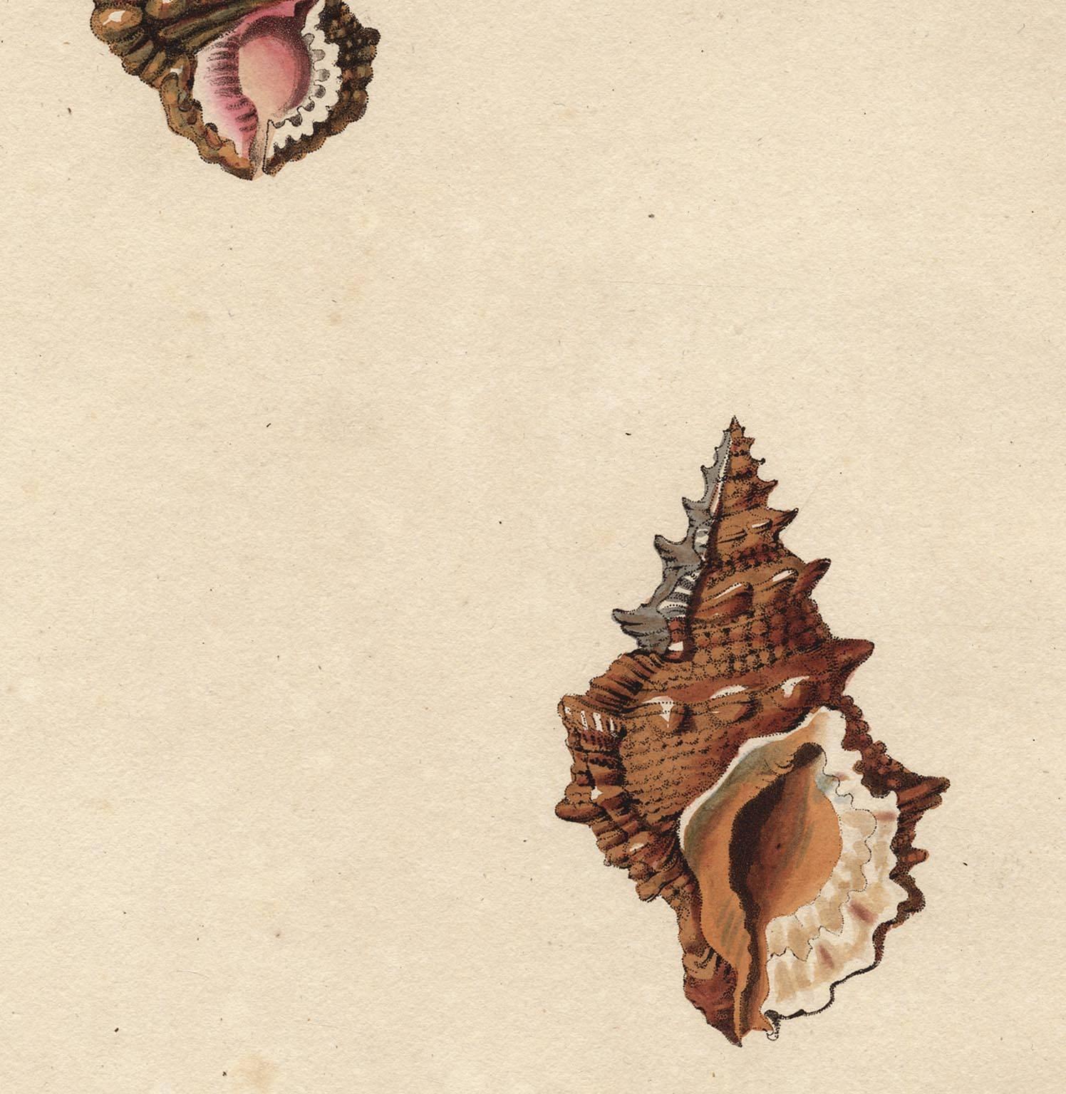 This early 19th-century aquatint was engraved and colored by Mr. John Clarke after drawings by George Perry. The publication, CONCHOLOGY, OR, THE NATURAL HISTORY OF SHELLS… , was published in London, 1811.  The sheet size16 3/4 x 10 3/4