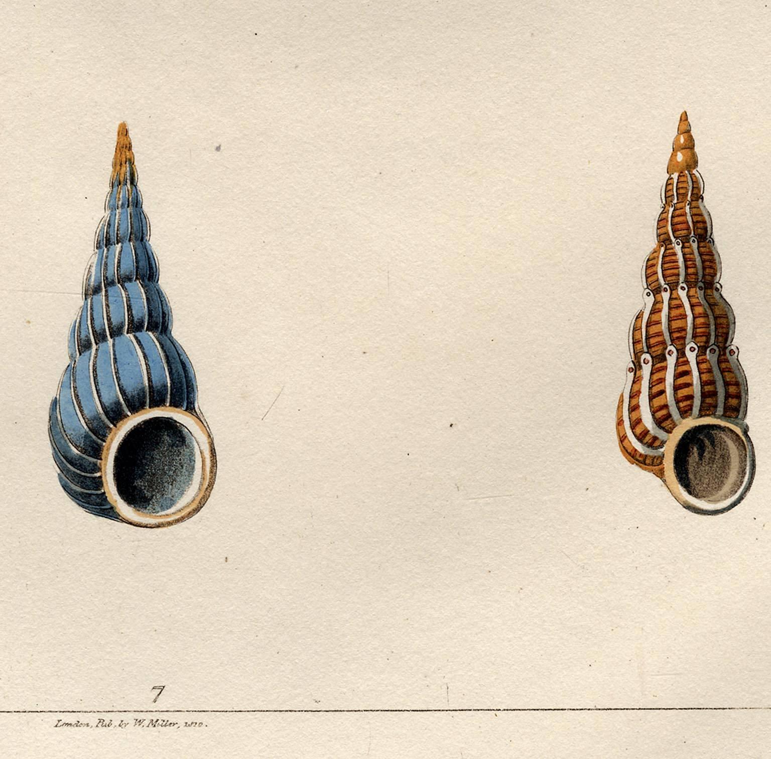 Scalaria.  Univalves. - Naturalistic Print by George Perry