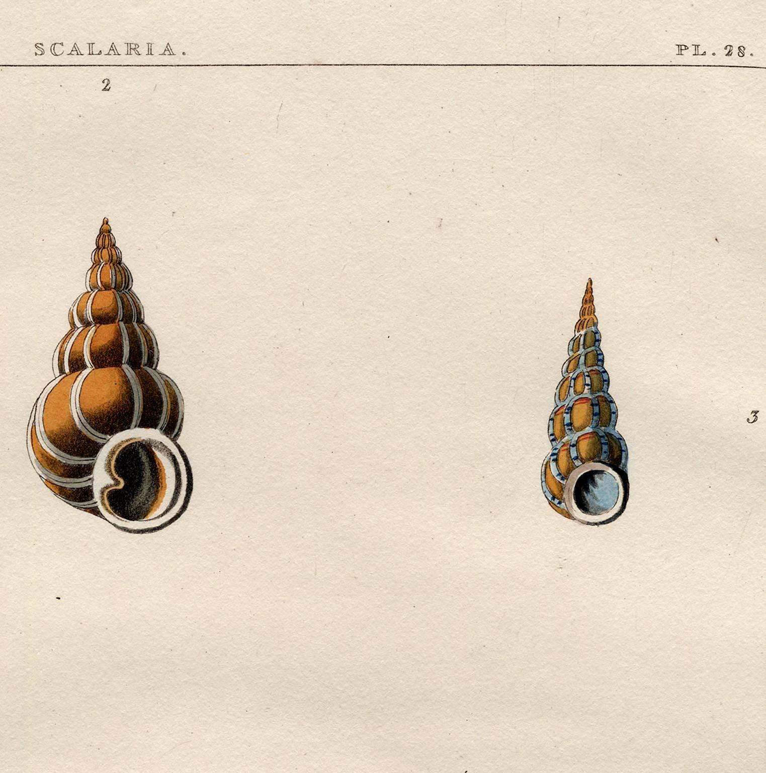 Scalaria.  Univalves. - Print by George Perry
