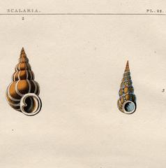 Scalaria.  Univalves.