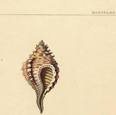 Monoplex.  Univalves.