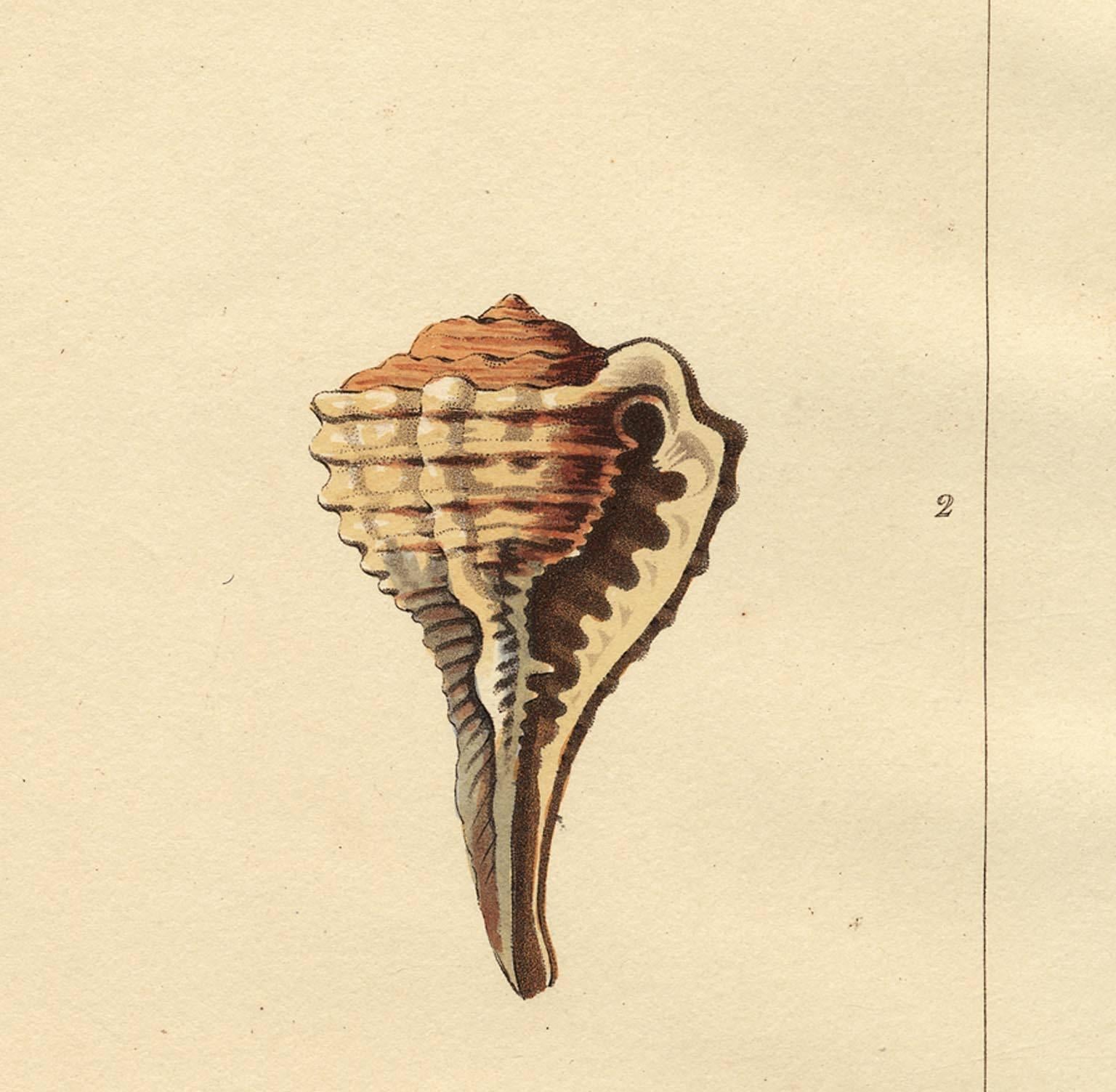 This early 19th-century aquatint was engraved and colored by Mr. John Clarke after drawings by George Perry. The publication, CONCHOLOGY, OR, THE NATURAL HISTORY OF SHELLS… , was published in London, 1811.  The sheet size16 3/4 x 10 3/4