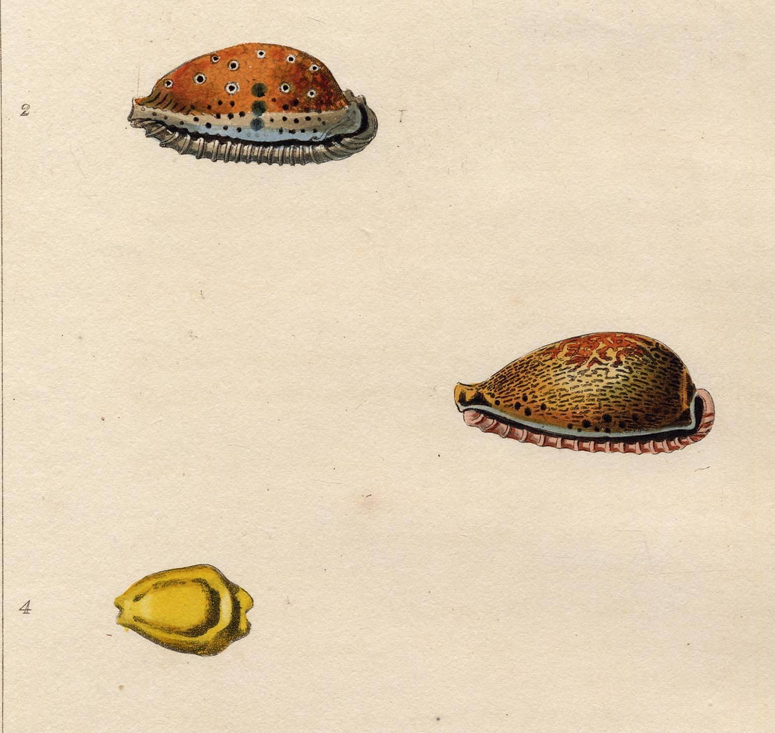 Cypraea.  Univalves. - Naturalistic Print by George Perry