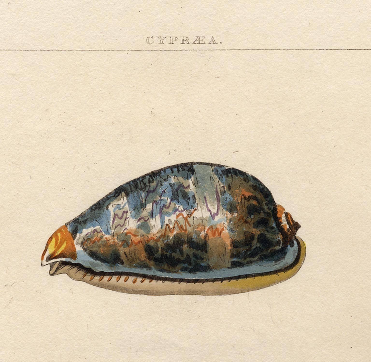 Cypraea.  Univalves. - Print by George Perry