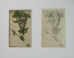 Philodendron 11