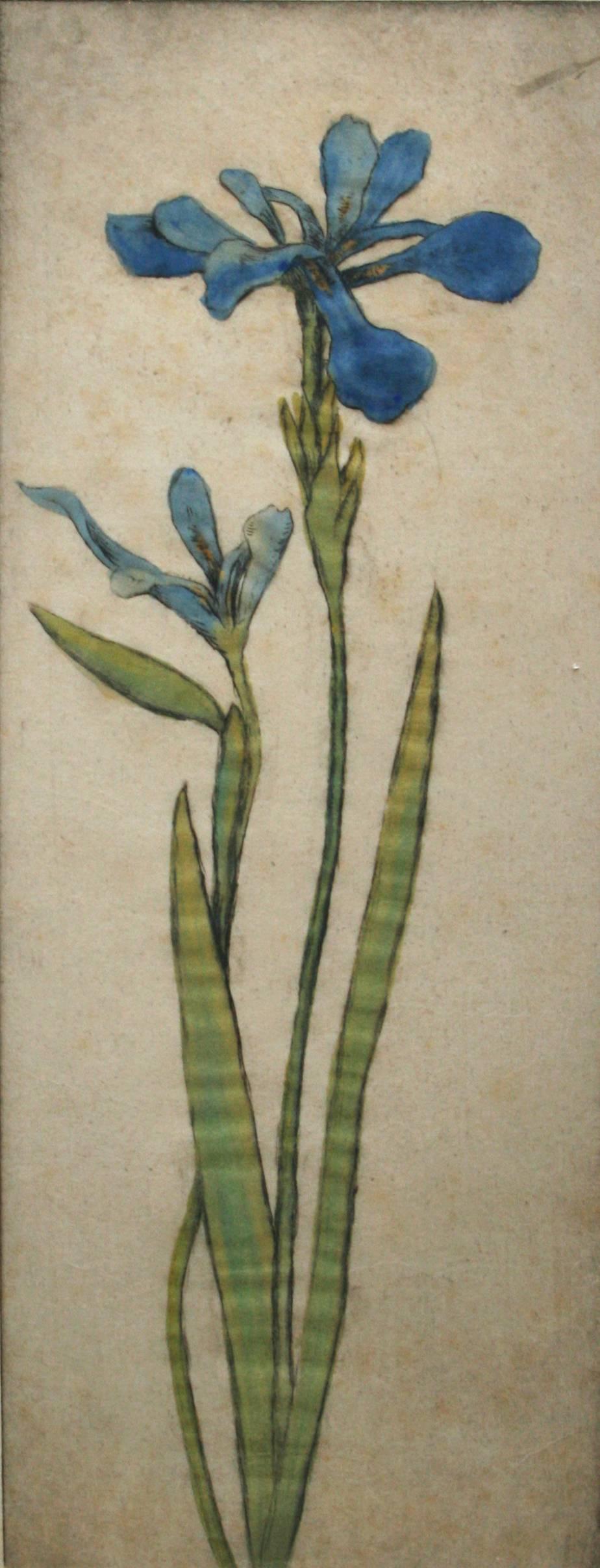 Wild Iris - Print by Bertha Evelyn Clausen Jaques