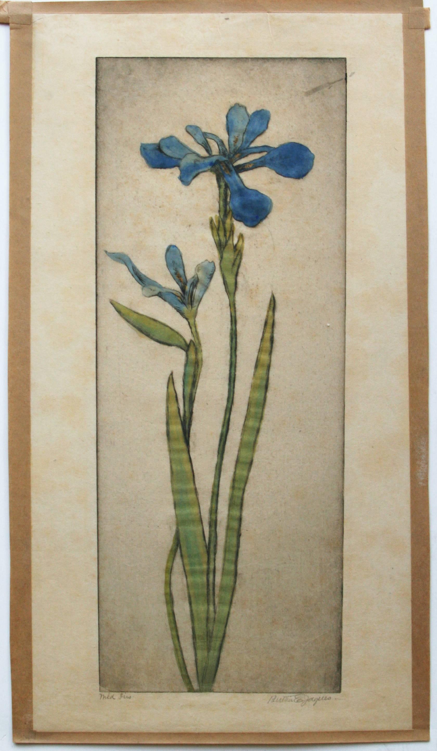 Wild Iris - Gray Still-Life Print by Bertha Evelyn Clausen Jaques