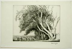 Trees Overlooking the Town.