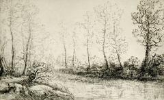 Le bouleaux: bord de l'eau, effect du matin. 11