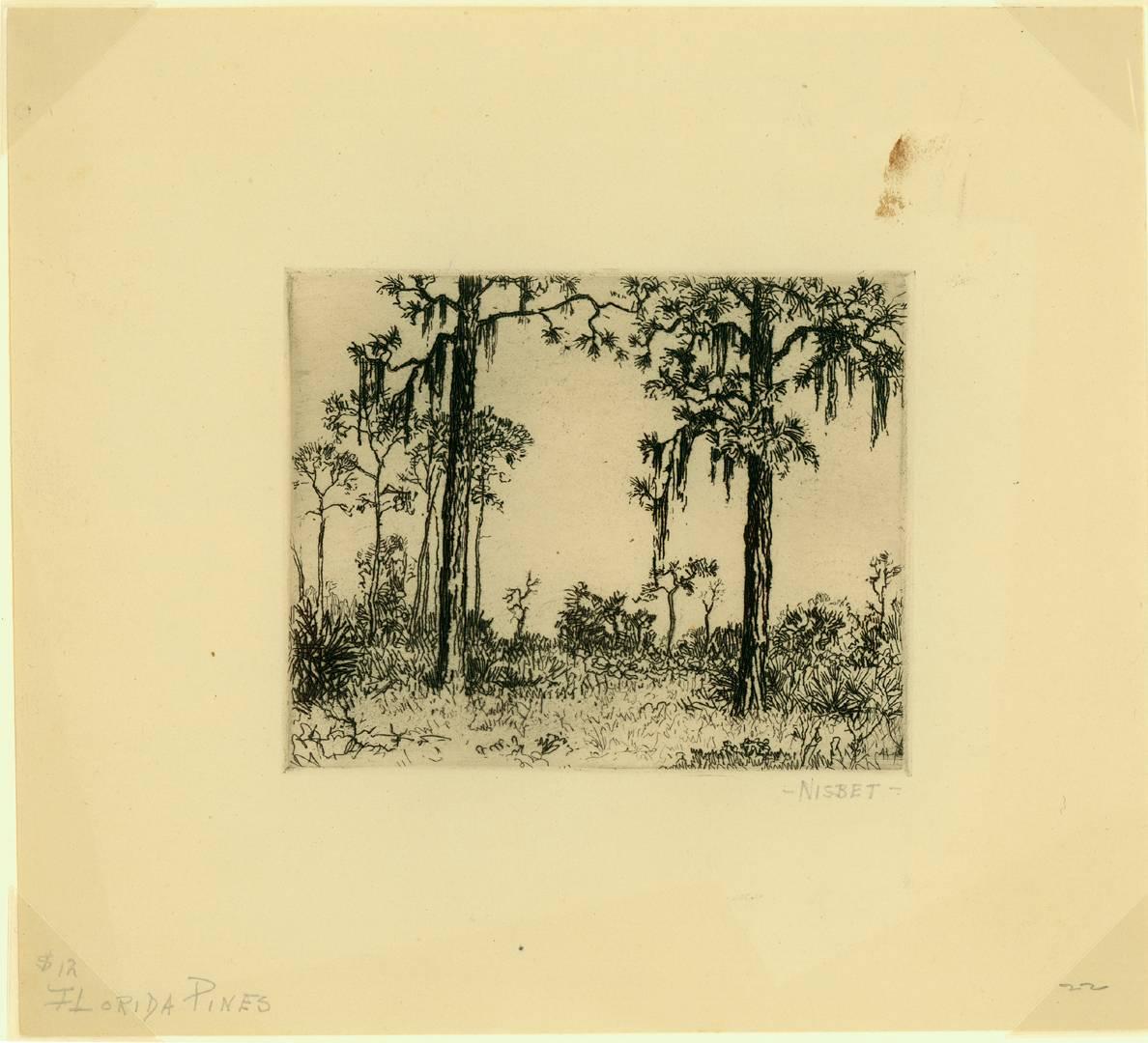 Florida Pines - Print by Robert Hogg Nisbet