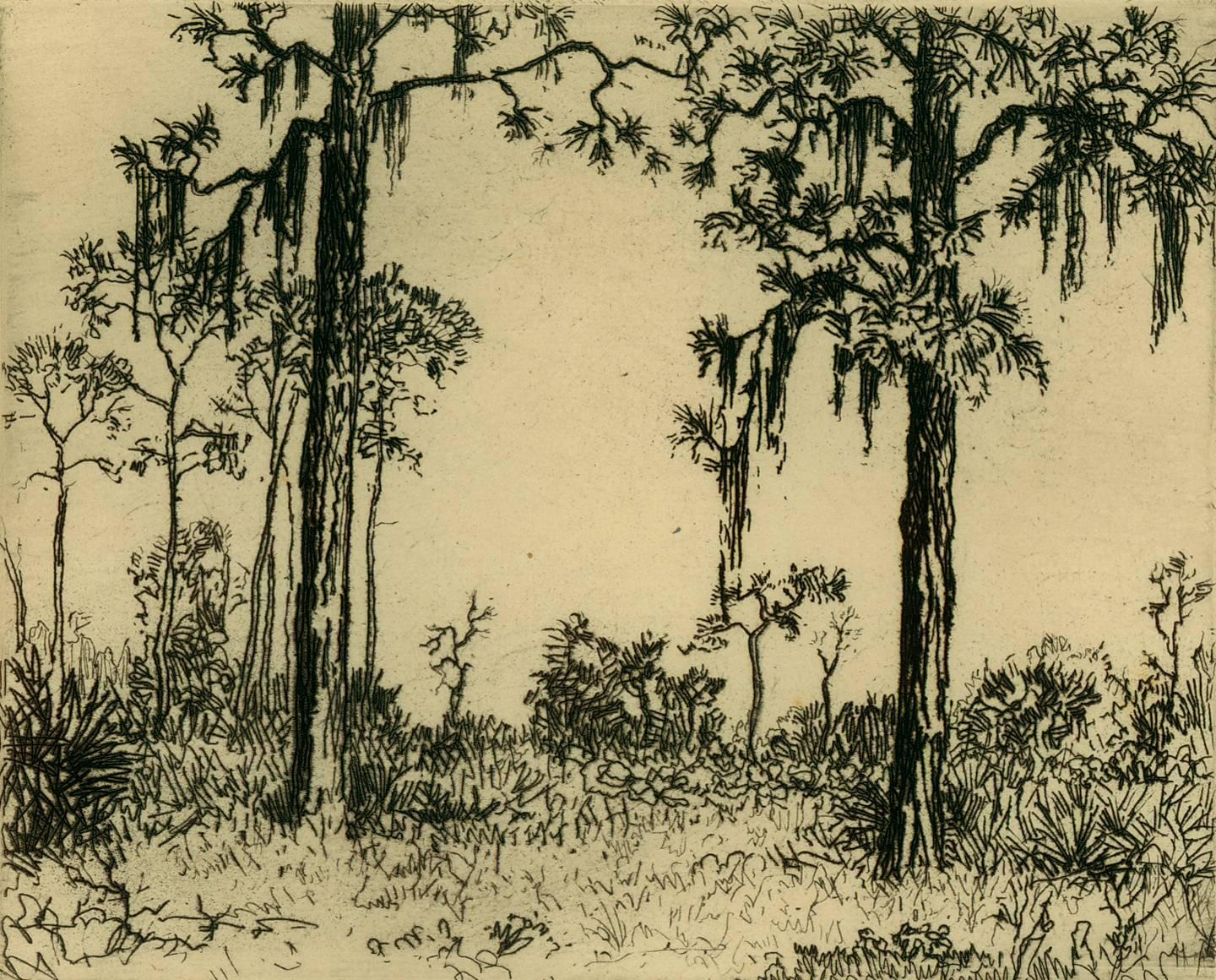 Robert Hogg Nisbet Landscape Print - Florida Pines