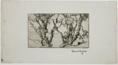 Windblown Trees