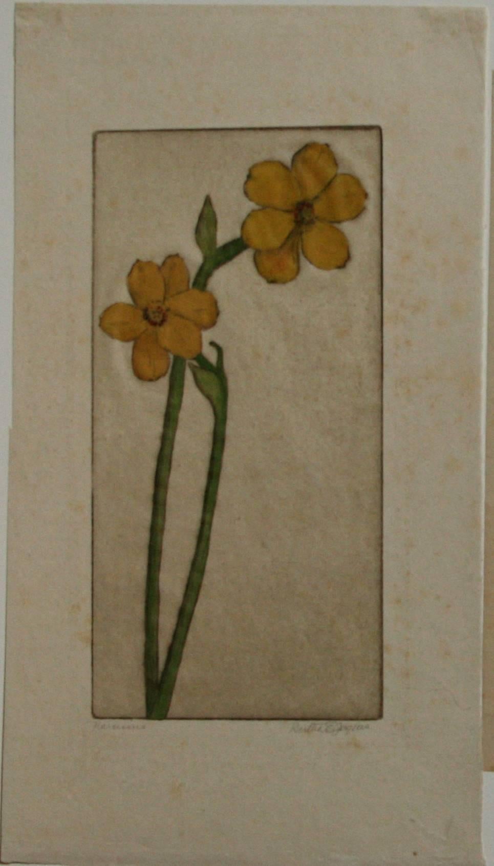 Narcissus. - Print by Bertha Evelyn Clausen Jaques