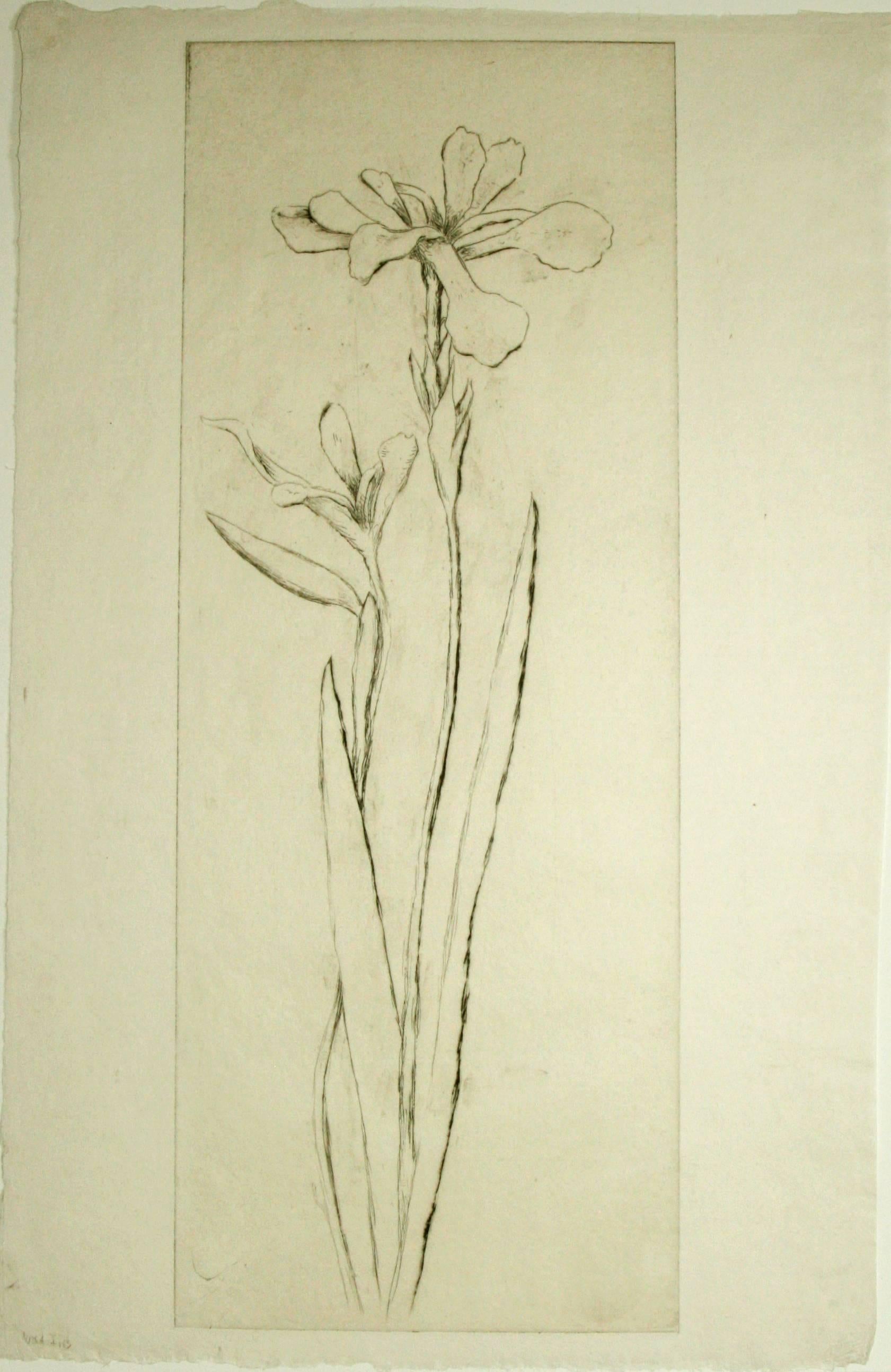 Wild Iris. 1919. Drypoint. Jaques 282. 15 1/4 x 5 7/8 (sheet 16 x 10 1/2). Printed on Japanese mulberry paper. Unsigned.

Wild Iris. 1919. Drypoint with hand watercolor. Jaques 282. 15 1/4 x 5 7/8 (sheet 18 x 9 7/8). Printed on Japanese mulberry