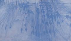 Winter Perennials 1
