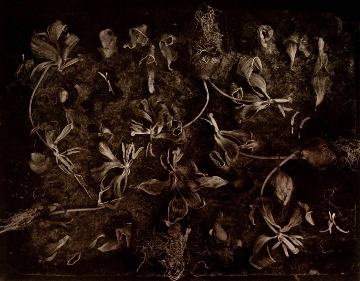 John Blakemore Still-Life Photograph - Ad Marginum, Hommage to Paul Klee, No. 14
