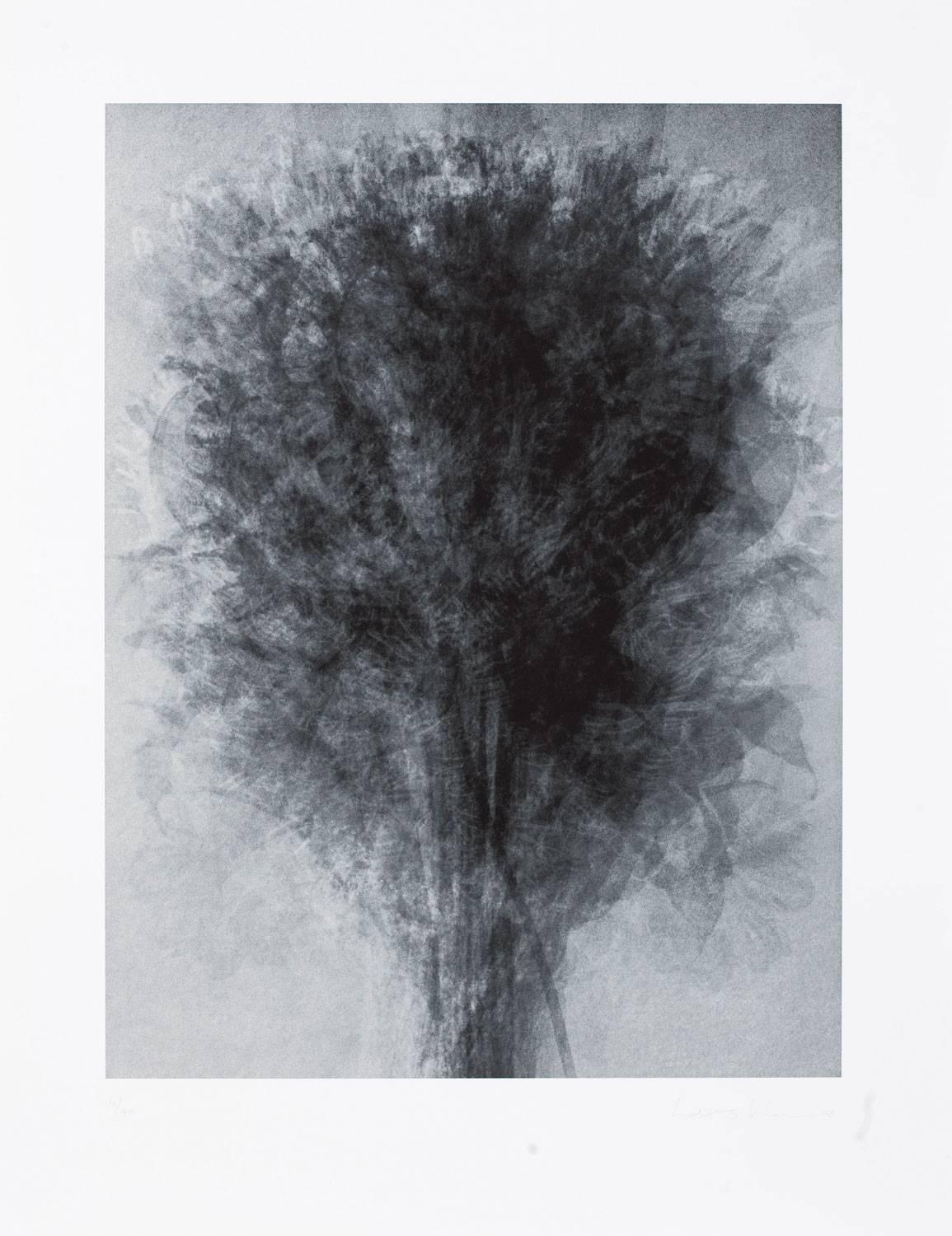 Idris Khan Abstract Print - After... Karl Blossfeldt Art Forms in Nature