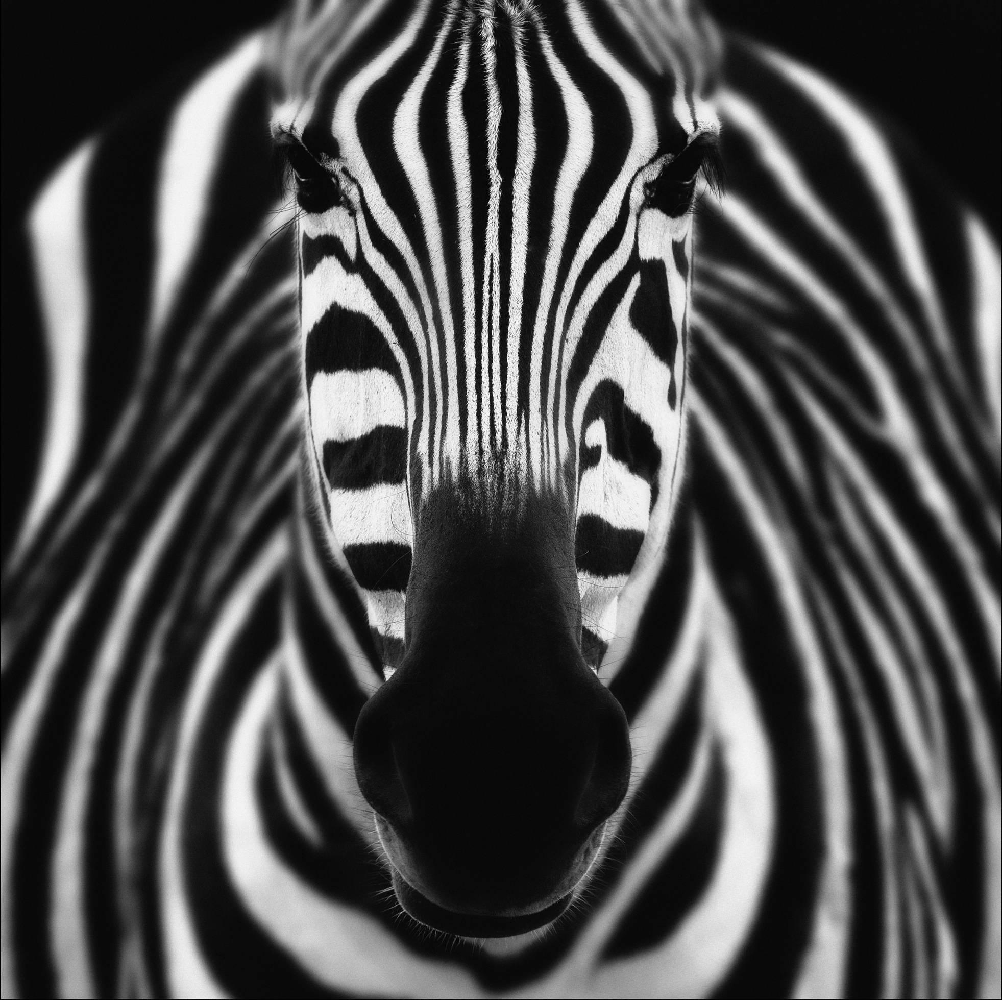 Robby Bolleyn Black and White Photograph - Zebra Abstract 01
