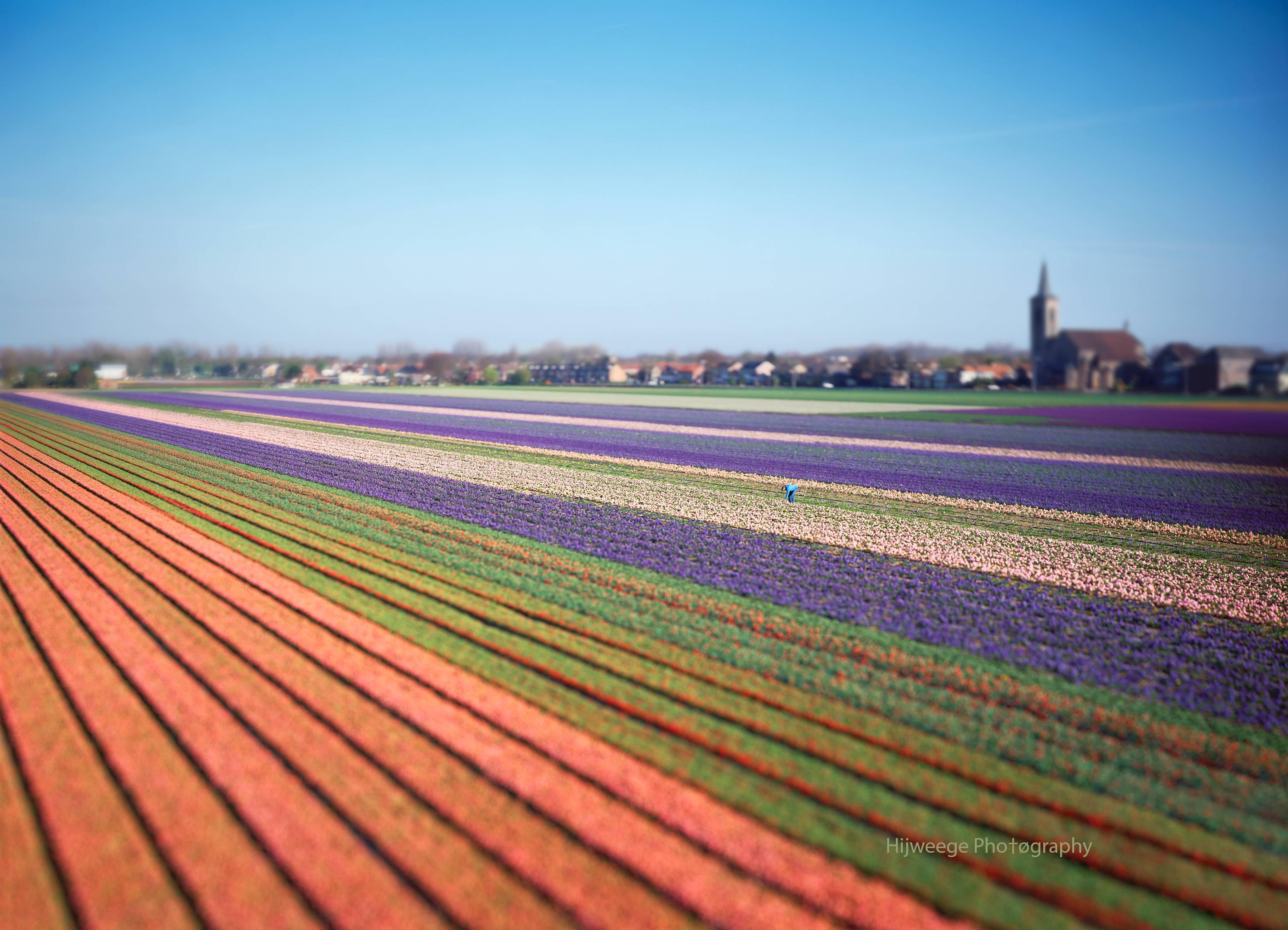 Erik Hijweege Landscape Photograph - Flowerbulbs, De Zilk (NL)