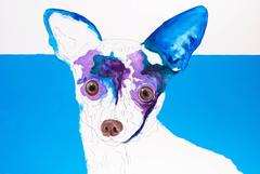 Chihuahua in Blue