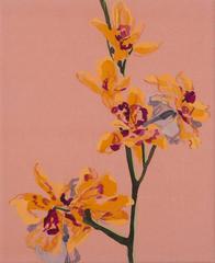New Orchid
