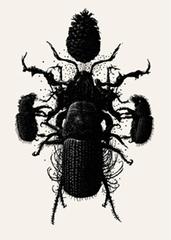 Rite of the Dendroctonus Jefferyi