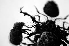 Rite of the Dendroctonus Jefferyi