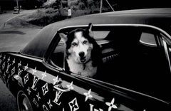Le chien Louis Vuitton