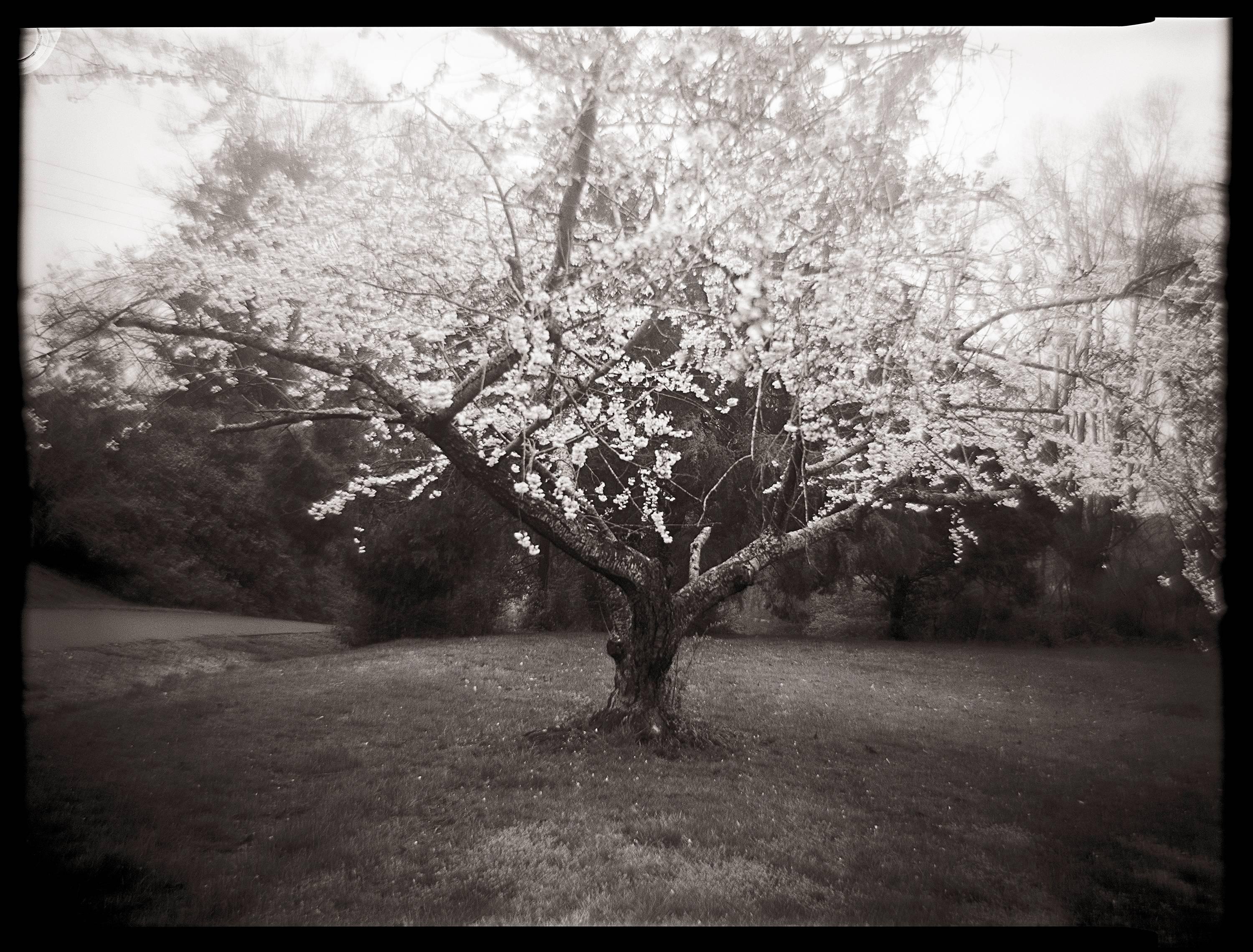 Linda Foard Roberts Black and White Photograph - Cherry Tree