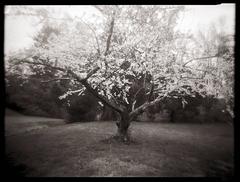 Cherry Tree