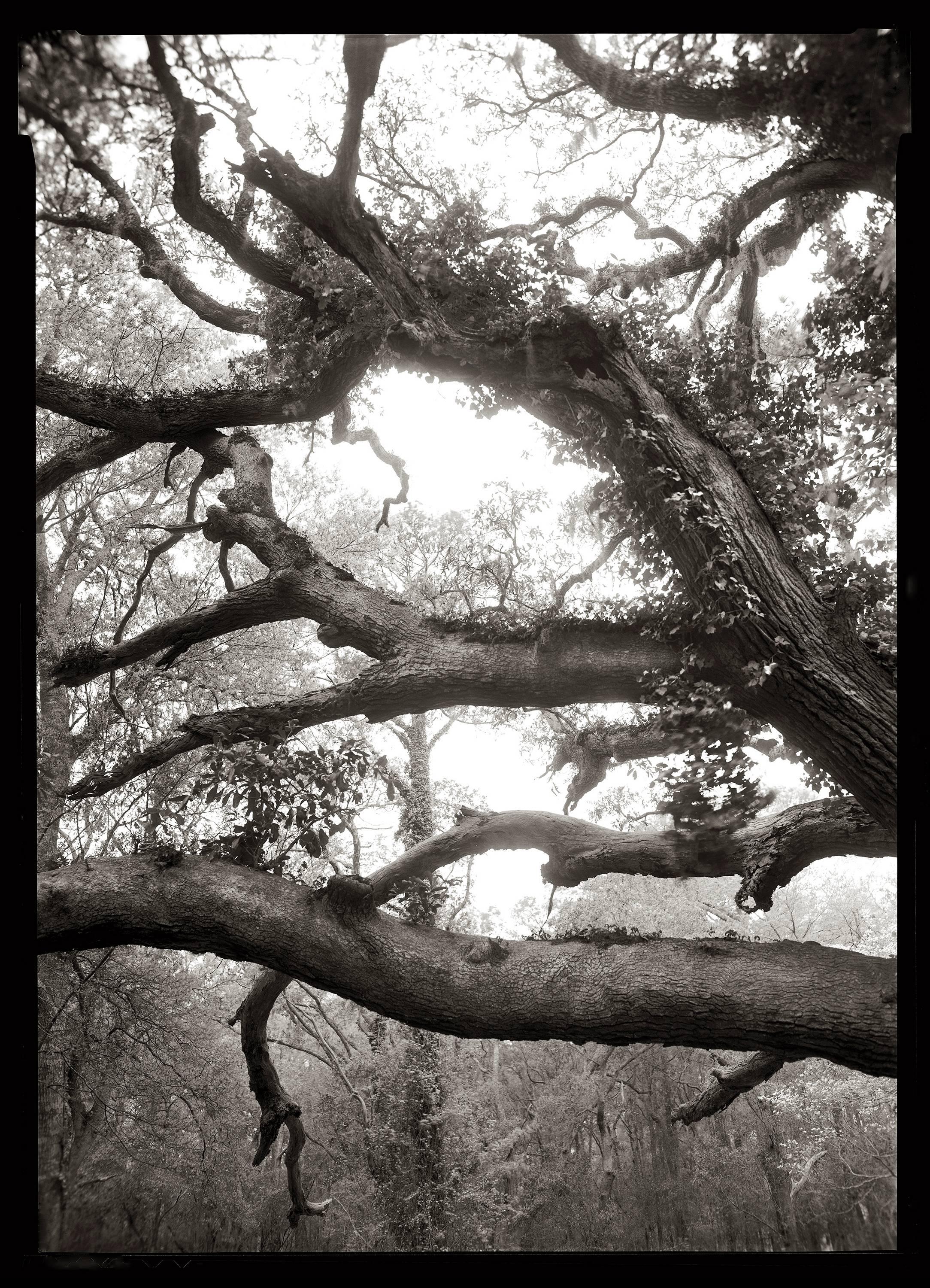 Linda Foard Roberts Black and White Photograph - Limbs, Over 100 Years Old