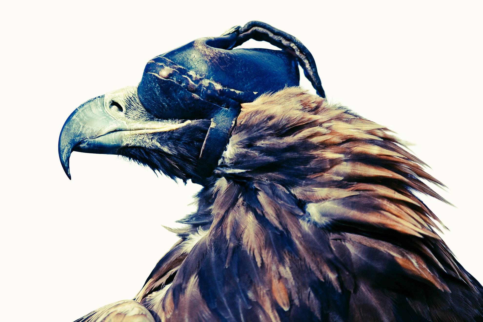 Lyle Owerko Color Photograph - Eagle Hunter 1