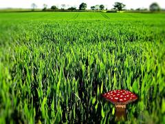 Mushrooms...mmm