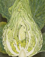 Spring cabbage