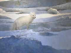 Arctic Fox