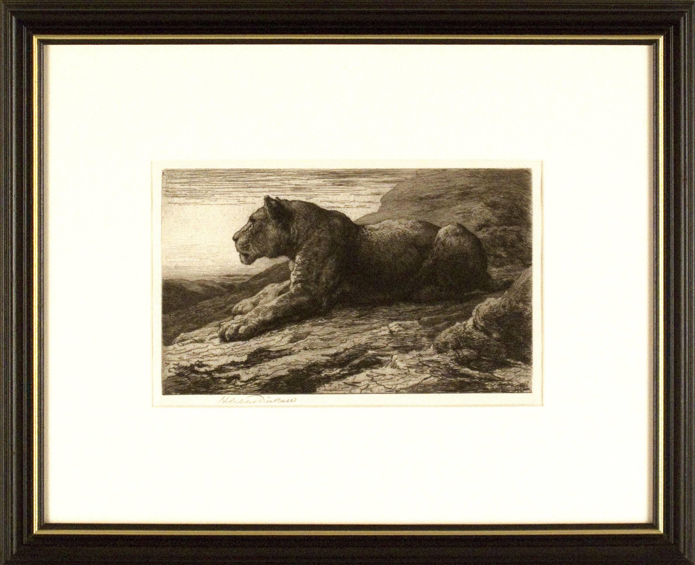 Herbert Dicksee Animal Print - Lioness on Rock