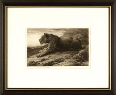 Lioness on Rock