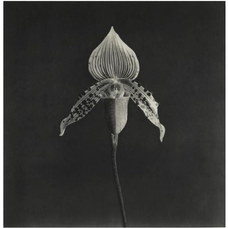 Photogravure
Signé 
Robert Mapplethorpe (Américain, 1946-1989)
Photogravure en noir et blanc intitulée "Orchidée".
Signé au crayon en bas à droite, daté de 1987.  Edition de 30 exemplaires. Timbre aveugle en bas à droite
L'impression mesure 45" de
