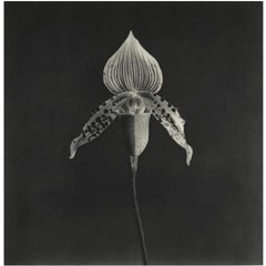 Orchid By Robert Mapplethorpe