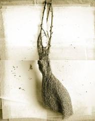 Weaver Bird Nest from India 6
