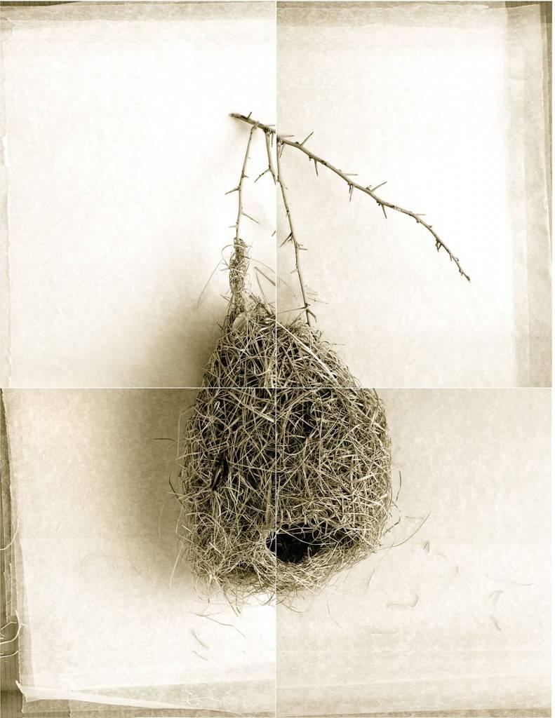Laurie Rubin Still-Life Photograph - Weaver Bird Nest from India