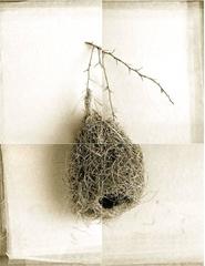 Weaver Bird Nest from India 5