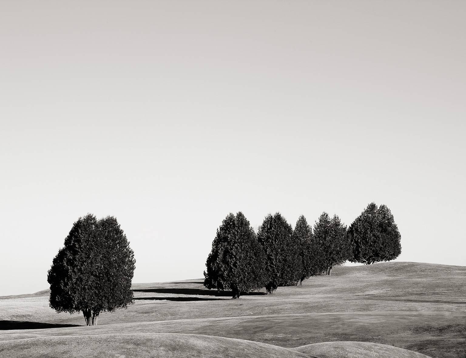 Chris Thomaidis Landscape Photograph - Cedars