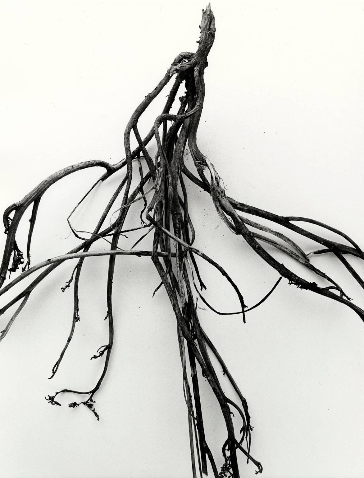 Ron Baxter Smith Still-Life Photograph - Mandrake Root No. 36