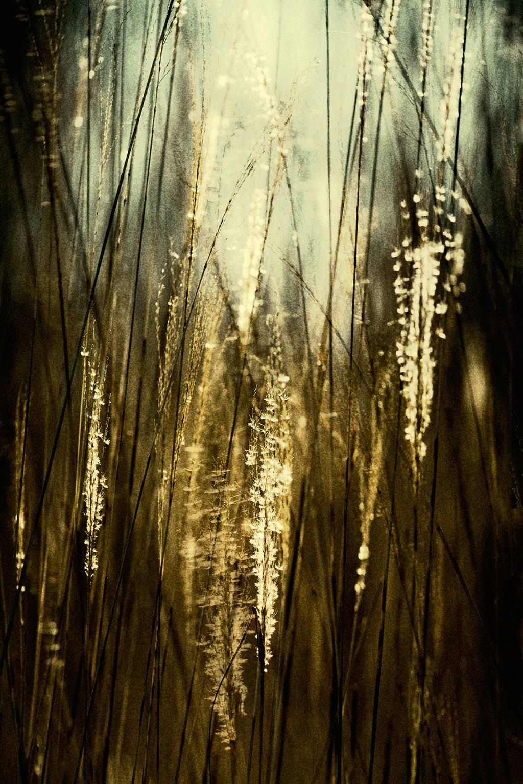 Chris Thomaidis Color Photograph - Grass #4.